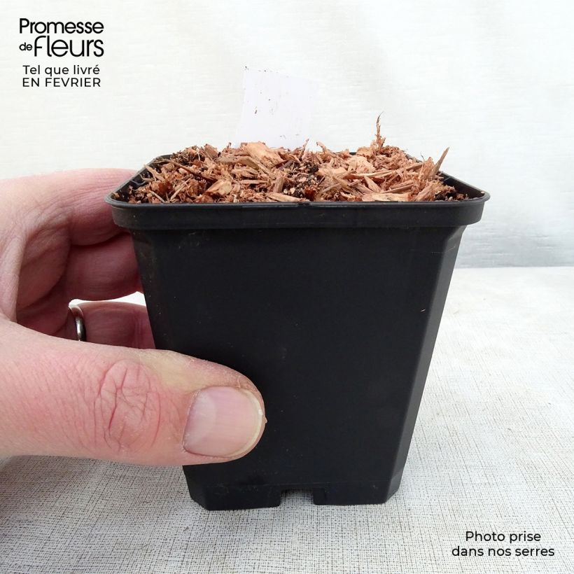 Dicentra cucullaria Vasetto da 8/9 cm esemplare consegnato in inverno