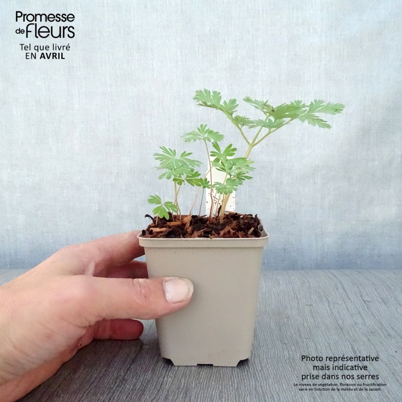 Dicentra cucullaria Vasetto da 8/9 cm esemplare consegnato in primavera