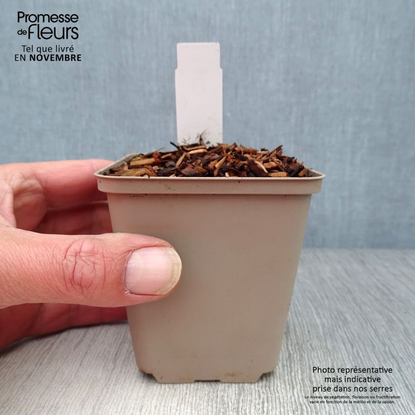 Esemplare di Dicentra cucullaria Vasetto da 8/9 cm come consegnato in autunno