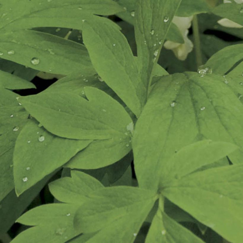 Dicentra spectabilis Alba - Cuore di Maria (Fogliame)
