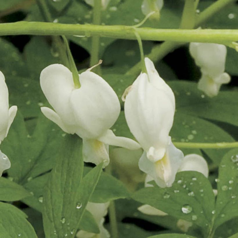 Dicentra spectabilis Alba - Cuore di Maria (Fioritura)