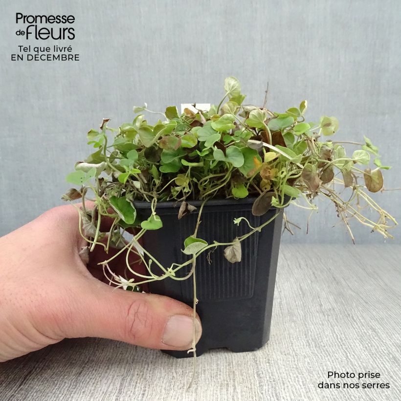 Dichondra repens Vasetto da 8/9 cm esemplare consegnato in inverno