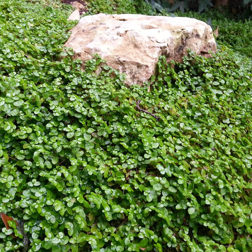 Semi di prato Dichondra TURFLINE (Porto)