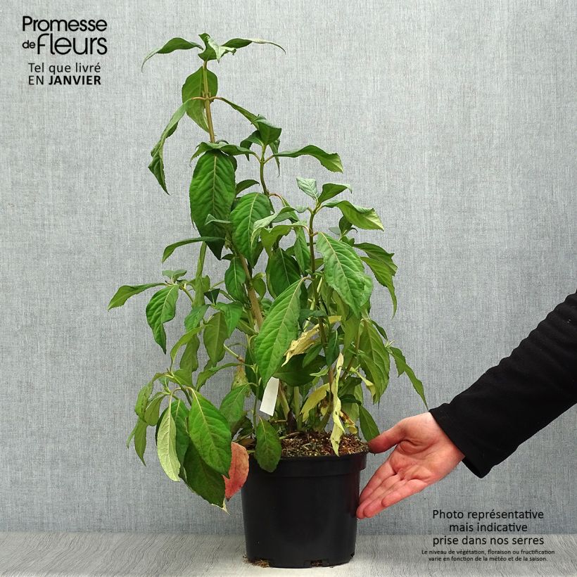 Dichroa versicolor Round Blue Vaso da 3L/4L esemplare consegnato in inverno