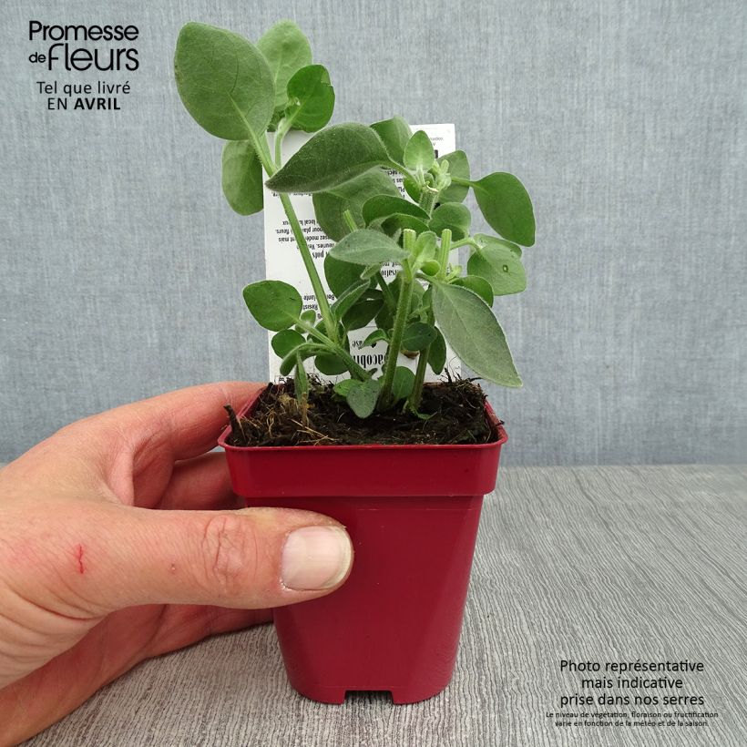 Dicliptera squarrosa Vasetto da 8/9 cm esemplare consegnato in primavera