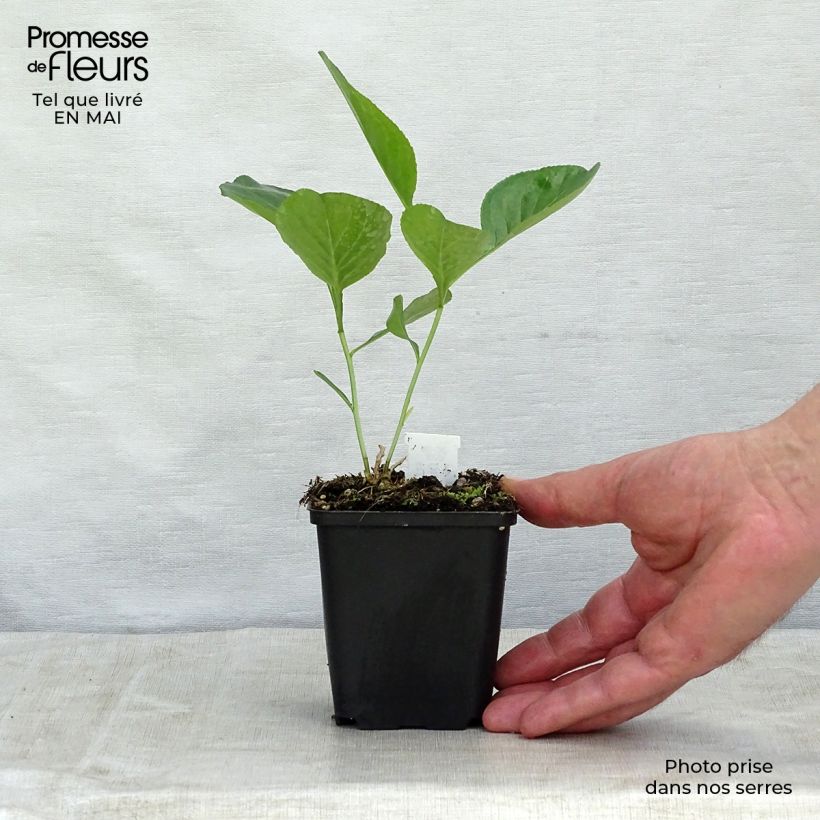 Dictamnus albus - Dittamo Vasetto da 8/9 cm esemplare consegnato in primavera