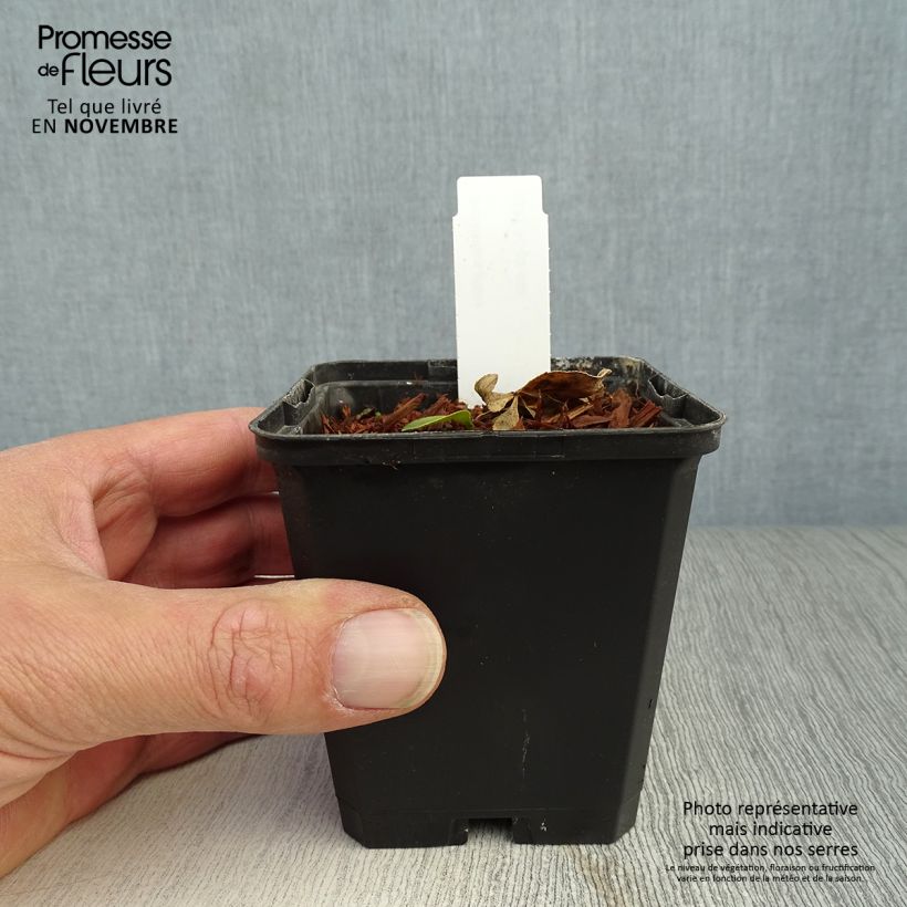 Esemplare di Dictamnus albus - Dittamo Vasetto da 8/9 cm come consegnato in autunno
