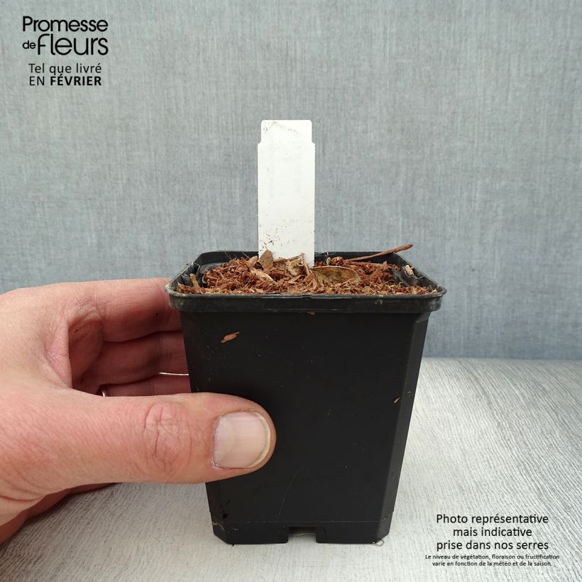 Dictamnus albus - Dittamo Vasetto da 8/9 cm esemplare consegnato in inverno