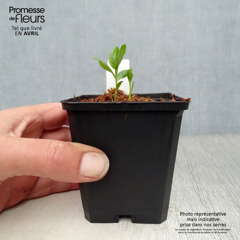 Dictamnus albus var. purpureus - Dittamo Vasetto da 8/9 cm esemplare consegnato in primavera