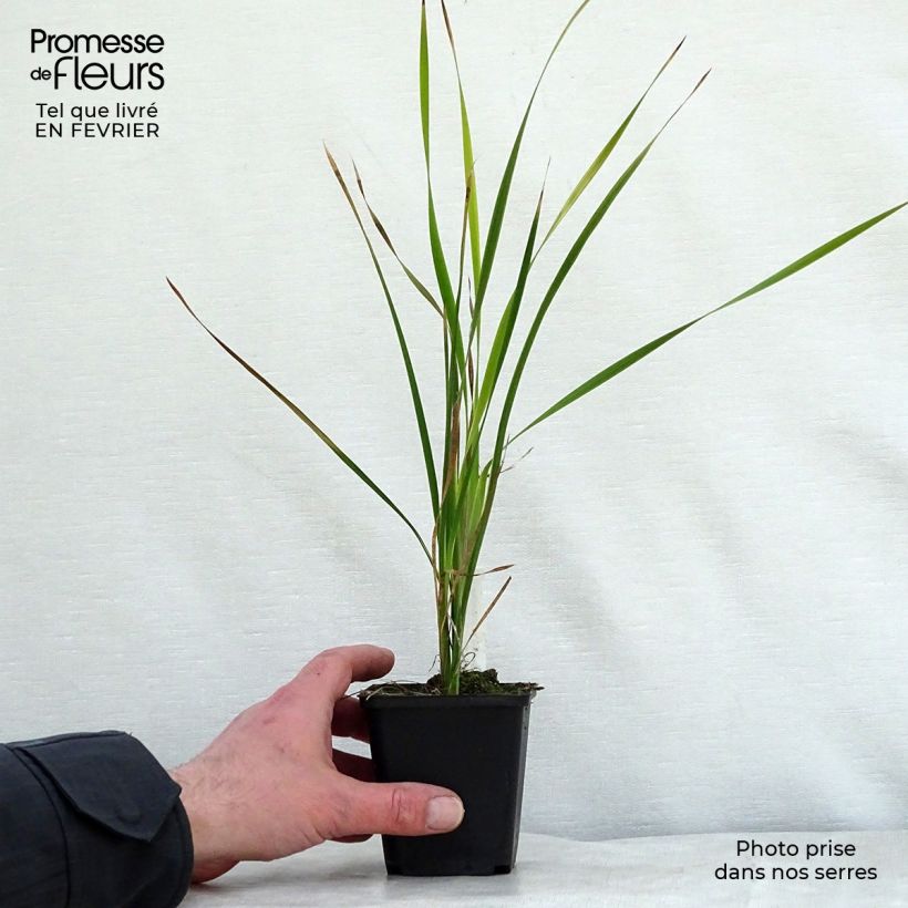 Dierama pulcherrimum Dark Cerise Vasetto da 8/9 cm esemplare consegnato in inverno