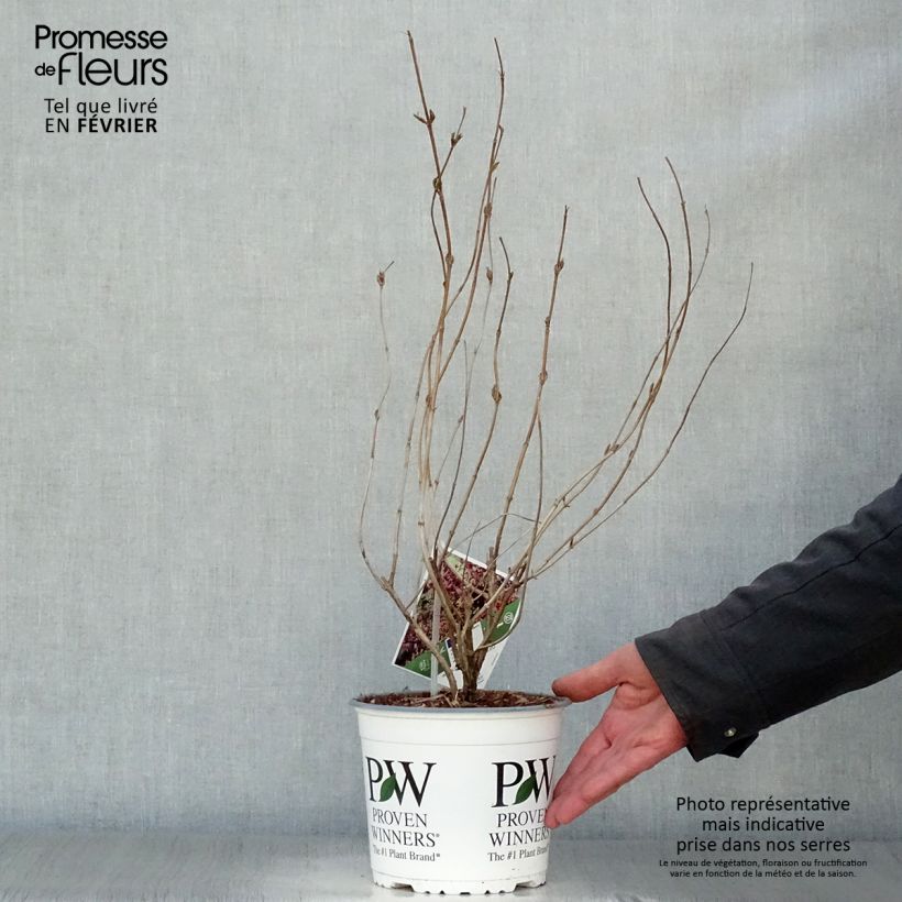 Diervilla Kodiak Black Vaso da 2L/3L esemplare consegnato in inverno