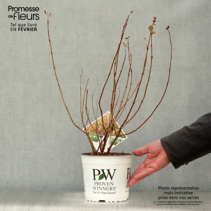 Diervilla Kodiak Orange Vaso da 2L/3L esemplare consegnato in inverno