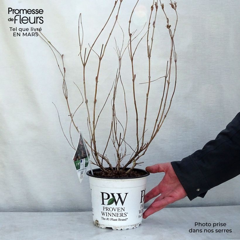 Diervilla Kodiak Red Vaso da 2L/3L esemplare consegnato in inverno