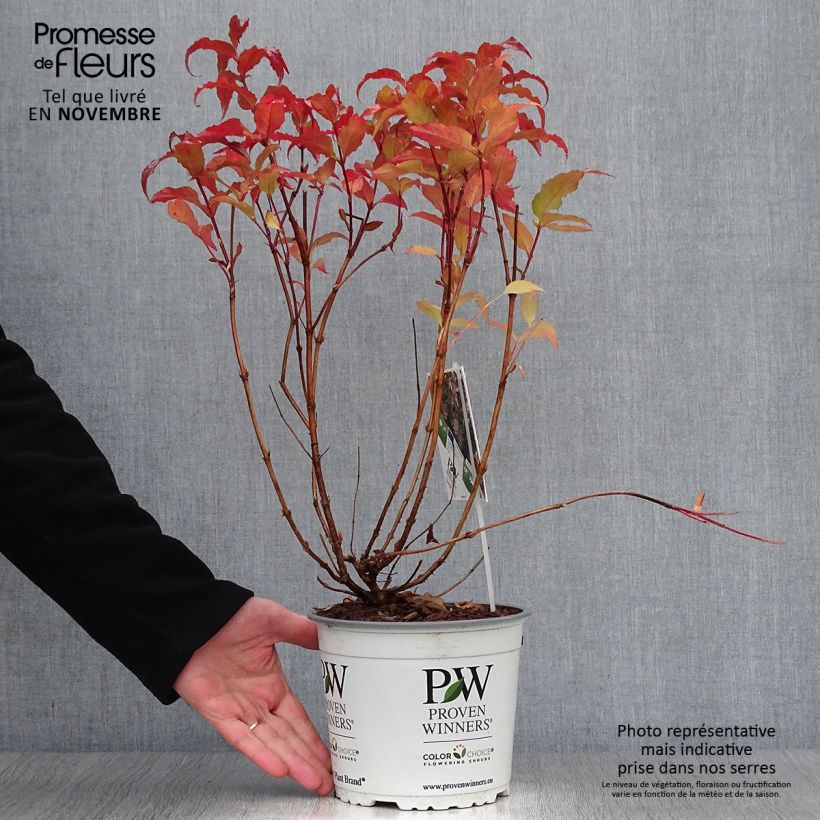 Esemplare di Diervilla Kodiak Red Vaso da 2L/3L come consegnato in autunno