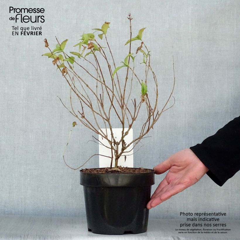 Diervilla rivularis Honeybee Vaso da 2L/3L esemplare consegnato in inverno