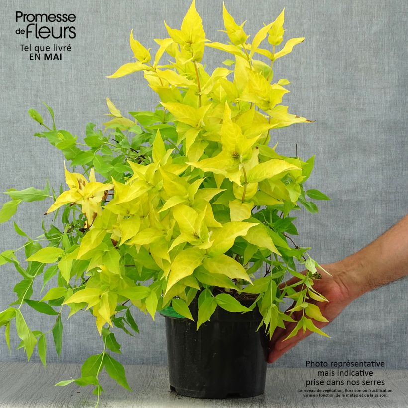 Diervilla rivularis Honeybee Vaso da 2L/3L esemplare consegnato in primavera