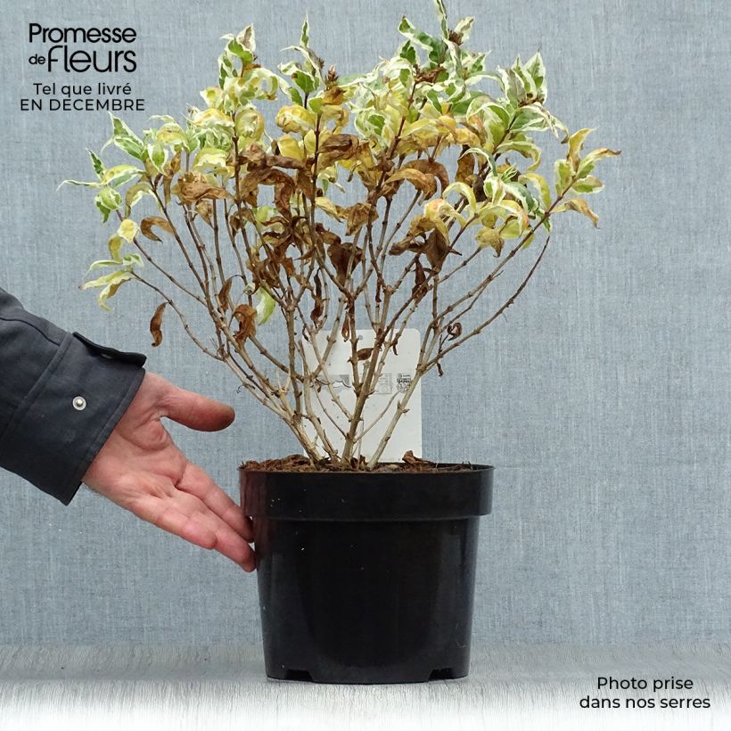 Diervilla sessilifolia Cool Splash Vaso da 3L/4L esemplare consegnato in inverno