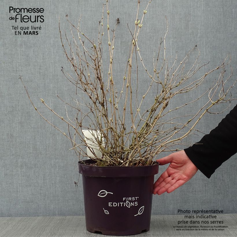 Diervilla sessilifolia Cool Splash Vaso da 7,5L/10L esemplare consegnato in inverno