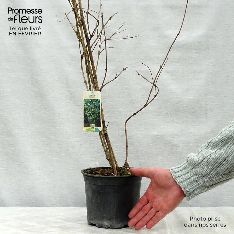 Diervilla splendens Vaso da 2L/3L esemplare consegnato in inverno