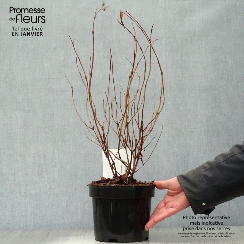 Diervilla splendens Diva Vaso da 3L/4L esemplare consegnato in inverno