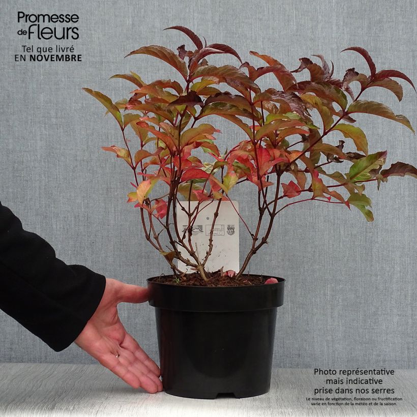 Esemplare di Diervilla splendens Diva Vaso da 3L/4L come consegnato in autunno