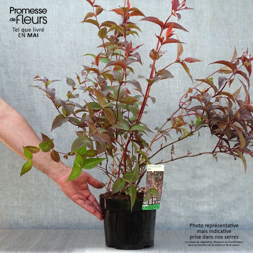 Diervilla splendens Diva Vaso da 3L/4L esemplare consegnato in primavera