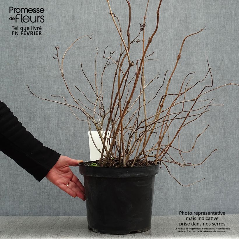 Diervilla splendens Diva Vaso da 7,5L/10L esemplare consegnato in inverno