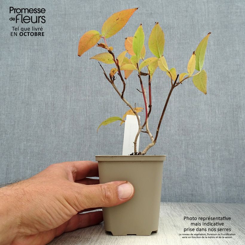 Esemplare di Diervilla splendens Vasetto da 8/9 cm come consegnato in autunno