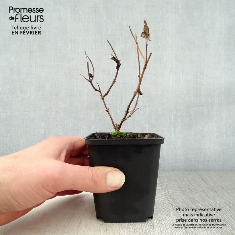 Diervilla splendens Vasetto da 8/9 cm esemplare consegnato in inverno