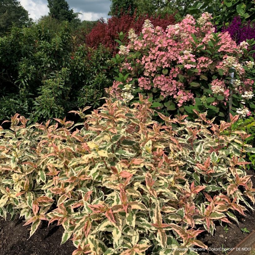 Diervilla Kodiak Mixx (Porto)