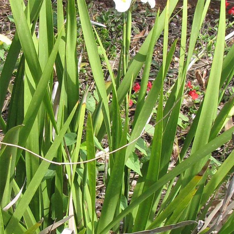 Dietes grandiflora (Fogliame)