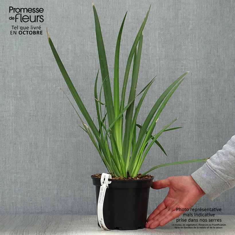 Esemplare di Dietes grandiflora Vaso da 2L/3L come consegnato in autunno