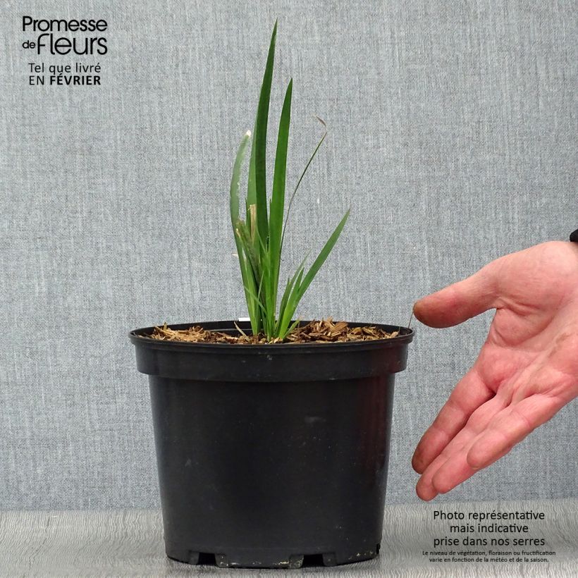 Dietes grandiflora Vaso da 2L/3L esemplare consegnato in inverno