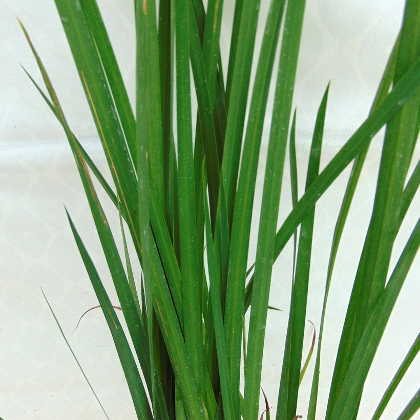 Dietes bicolor (Fogliame)