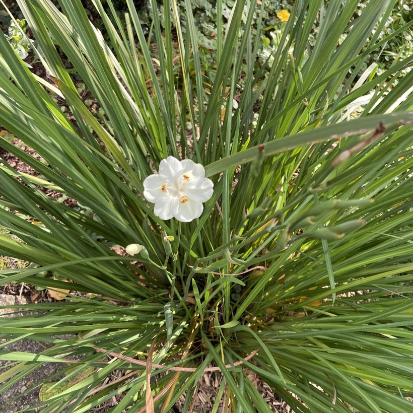Dietes bicolor (Porto)
