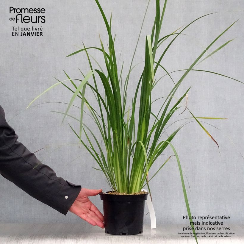 Dietes bicolor Vaso da 2L/3L esemplare consegnato in inverno