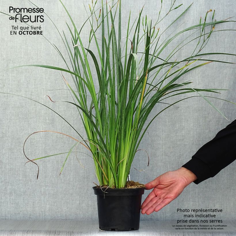 Esemplare di Dietes bicolor Vaso da 2L/3L come consegnato in autunno