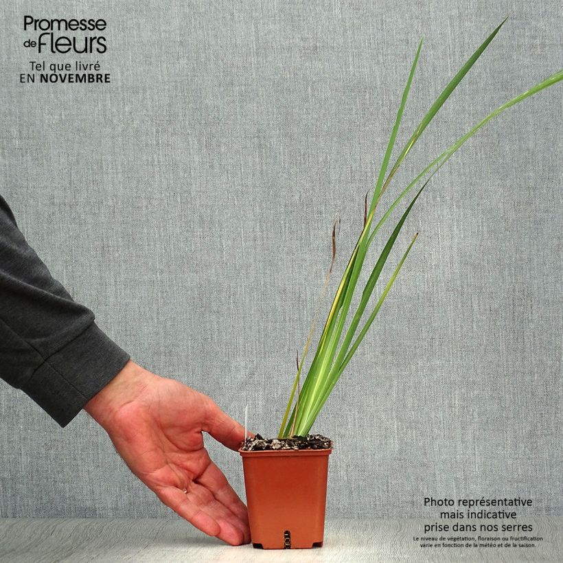 Esemplare di Dietes bicolor Vasetto da 8/9 cm come consegnato in autunno