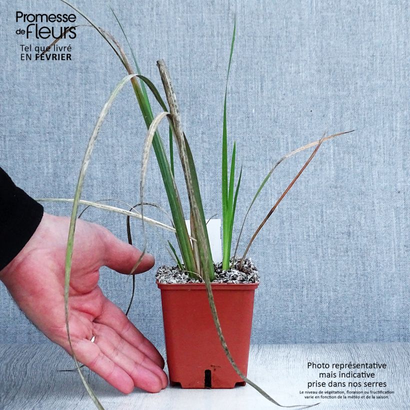 Dietes bicolor Vasetto da 8/9 cm esemplare consegnato in inverno