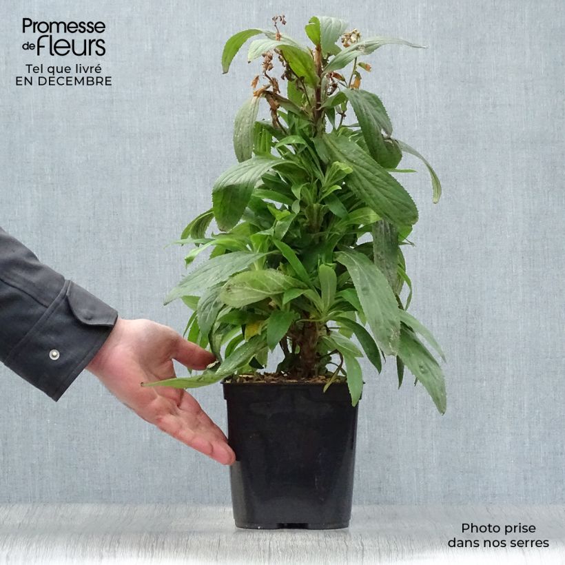 Digitalis Firecracker - Digitale ibrido Vaso da 2L/3L esemplare consegnato in inverno