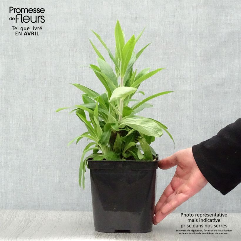 Digitalis Firecracker - Digitale ibrido Vaso da 2L/3L esemplare consegnato in primavera