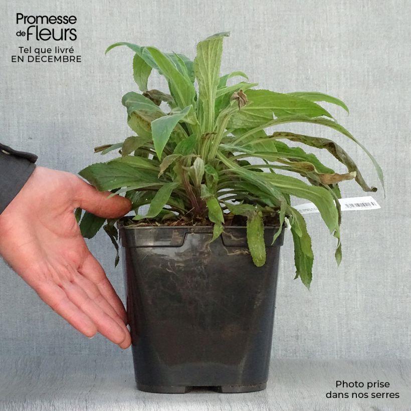 Digitalis Illumination Raspberry - Digitale ibrido Vaso da 2L/3L esemplare consegnato in inverno