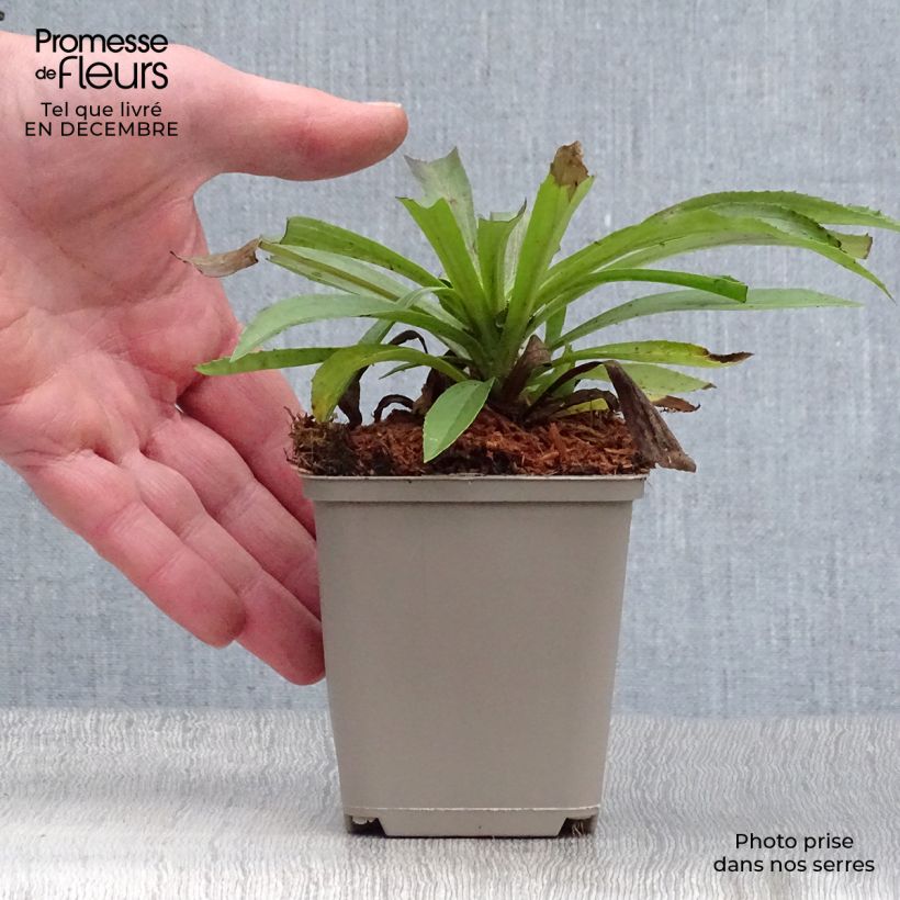 Digitalis Goldcrest - Digitale ibrido Vasetto da 8/9 cm esemplare consegnato in inverno