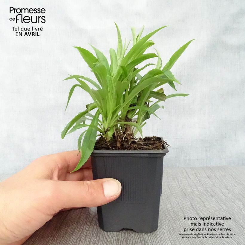 Digitalis Goldcrest - Digitale ibrido Vasetto da 8/9 cm esemplare consegnato in primavera