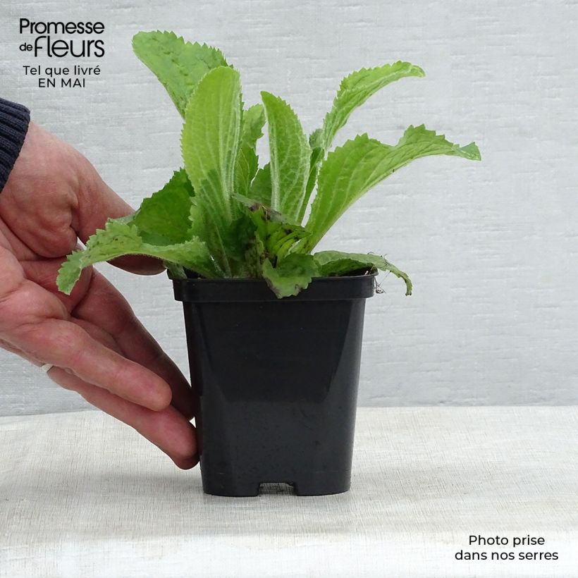 Digitalis mertonensis - Digitale Vasetto da 8/9 cm esemplare consegnato in primavera