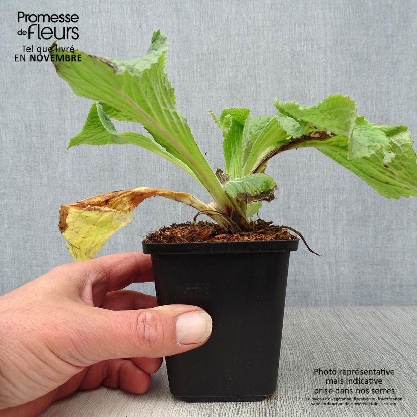 Esemplare di Digitalis mertonensis - Digitale Vasetto da 8/9 cm come consegnato in autunno