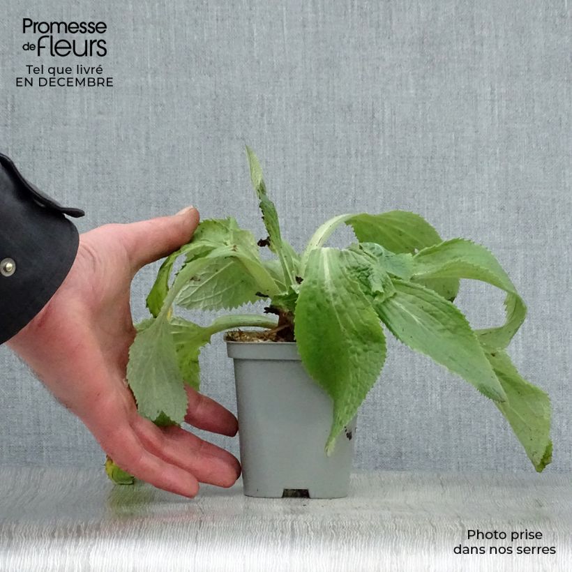 Digitalis mertonensis - Digitale Vasetto da 8/9 cm esemplare consegnato in inverno