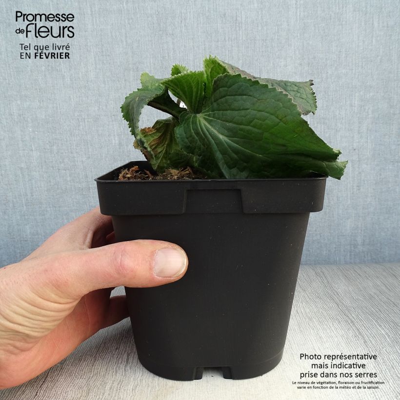 Digitalis mertonensis - Digitale Vaso da 2L/3L esemplare consegnato in inverno