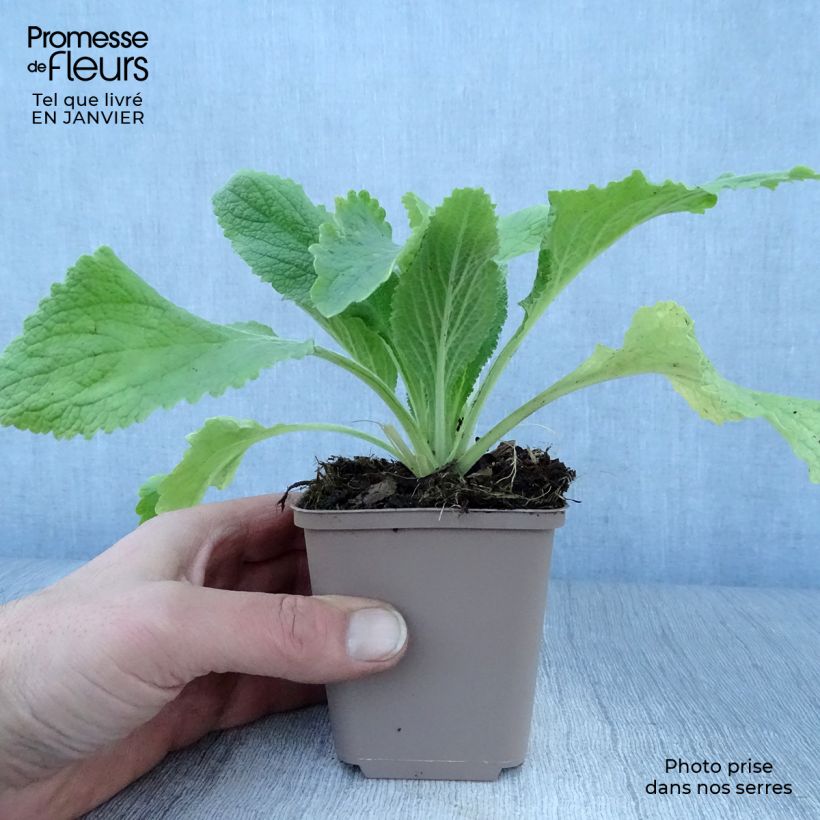 Digitalis purpurea Monstrosa - Digitale rossa Vasetto da 8/9 cm esemplare consegnato in inverno