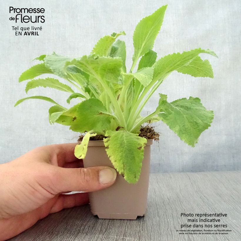 Digitalis purpurea Monstrosa - Digitale rossa Vasetto da 8/9 cm esemplare consegnato in primavera